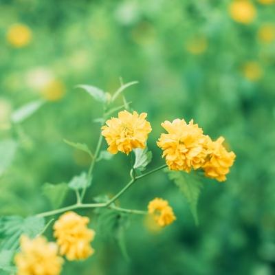 奇迹重制版手游下载